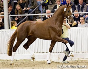 The Sezuan x Donnerhall premium stallion that became the price highight at the auction after the 2017 Hanoverian Stallion Licensing :: Photo © Christina Beuke