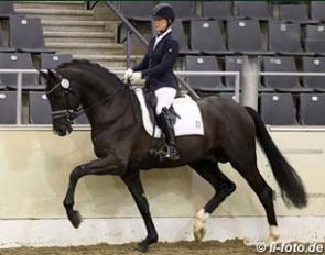 Secret at the 2017 Hanoverian Stallion Approval in Verden in December :: Photo © LL-foto