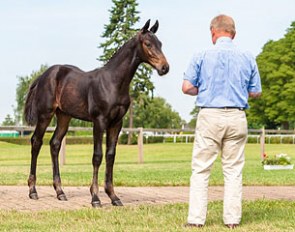 Evaluating horses is not exactly a science. Criteria on how a good riding horse should be constructed were developed through the experience of many generations of horse experts. 