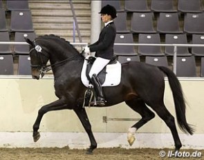 Susan Pape and Eclectisch at the Hanoverian Stallion Approval in Verden on 12 December 2017 :: Photo © LL-foto
