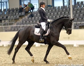 Rieke Schnieder on Devonport at the 2017 German Stallion Sport Test in Verden :: Photo © Stephan Bischoff