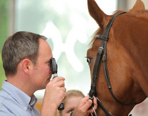 Verden auction horses are fully vet checked