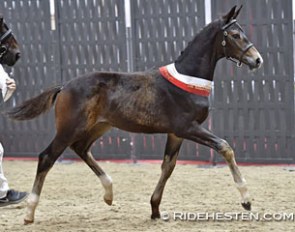 Svalegards Hot Boy wins the colt division at the 2017 Danish Warmblood Foal Championship :: Photo © Ridehesten