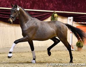 Tophojs Tebaldo, the price highlight of the 2015 Danish warmblood elite foal auction, now selected for the licensing :: Photo © Ridehesten