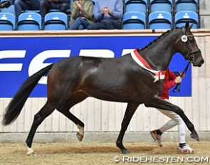 Skovens Tzarina named Danish Warmblood Mare of the Year 2017 :: Photo © Ridehesten