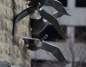 These bronze geese are at the corner of the Doubletree hotel