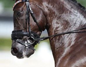 Gaudi Vita (by Apache x Welt Hit II). Small and compact gelding with clean trot work but in canter he lost some elasticity and made an unscripted flying change in the extension