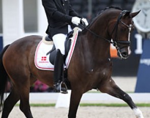 Kenneth Damgaard on the lovely Hojgaardens Santos (by San Amour x Friendship). Super graceful in trot with much shoulder freedom, Santos lacked flexion in the hocks in canter