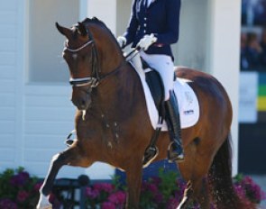 Dinja van Liere on Haute Couture (by Connaisseur x Krack C). Incredible shoulder freedom and lift in the forearm in trot. Haute Couture needed a swing a bit more through the back and chew on the bit. A score of 8.3 ranked them 10th