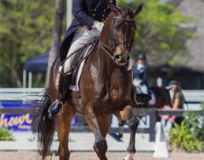 Dr. Cesar Parra of Piaffe Performance capped a successful winter season with a victorious ride aboard Fashion Designer OLD :: Photo © Nuno Coelho Vicente