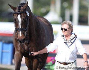 Liz Steacie with Callahan at the horse inspection for the 2017 CDI Wellington :: Photo © Astrid Appels