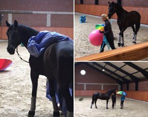 Fabregaz doing natural horsemanship ground work at Gestut Brune