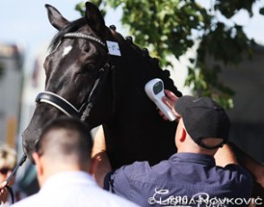 Maharay gets chip-checked at the horse inspection