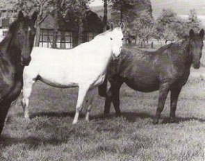 Antoinette retired in the fields at Klaus Wagner's place.  Wagner was a 1956 silver medalist in eventing and breeder.