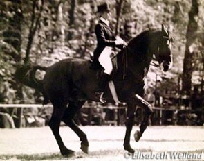 The 8-year old Granat showing an outstanding piaffe