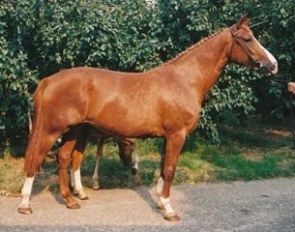 KWPN mare Fidora as a 3-year old