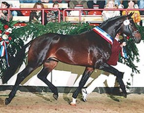 Akinos  (by Alcatraz x Calypso I x Landgraf I x Ganeff)
