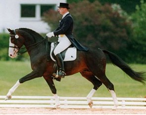 Elite Trakehner stallion Charly Chaplin