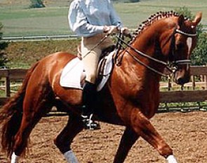 Trakehner stallion Maizauber
