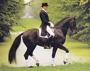 Lorentin I (by Loutano x Latino)