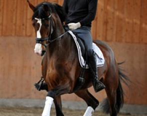 The 5-year old mare Especially (by Estobar x Florencio) is the full sister of Extase, the top selling auction horse of 2012. Especially is part of the 2015 auction collection