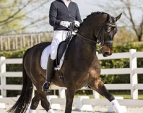 Sir Burlington (by Sir Oldenburg x Campari M)