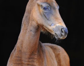 Demirel x Ferragamo foal