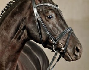 The King (by Hofrat x Don Frederico), one of the top horses to be auctioned at the 2012 Classical Sales Warendorf