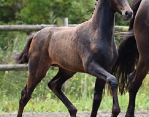  Vianna (by Furstenball x Blue Hors Romanov)