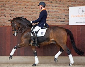 Small tour horse Rousseau's Topas sold at the 2016 Excellent Dressage Sales