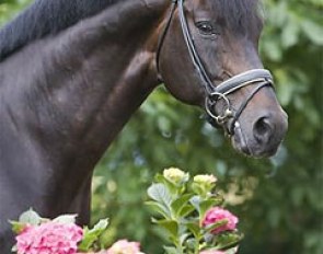 Future (by Florestan x Apart x Silvaner) :: Photo courtesy De Ijzeren Man