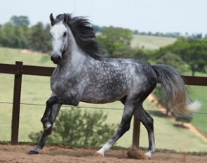 Antiochus Interagro sold to Germany at the 2011 Lusitano Collection Auction in Wellington, Florida