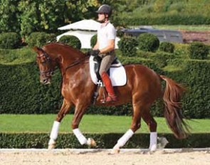 Bobbi Dazzler (by Breitling x Donnerhall), one of the many talented dressage horses offered for sale in the Southern Cross Stud Winter Sale
