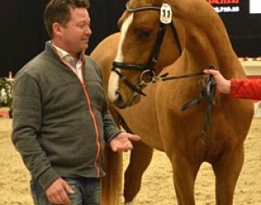 Svalebo's Cellestin, price highlight of the 2013 Danish Spring Auction held in Herning