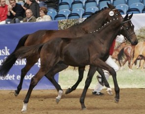ERA Dancing Hit was a top selling foal at the elite foal auction in Denmark in 2008. He became the 2011 Danish Licensing Champion