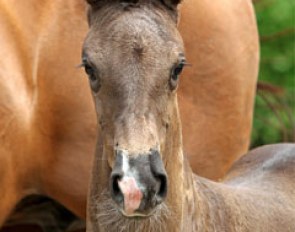 Ivette (by Negro x Jazz) for sale at the 2013 Borculo Elite Foal Auction