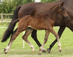 Atterupgaards Jazzper (by Jazz x Stedinger x Lord Sinclair)
