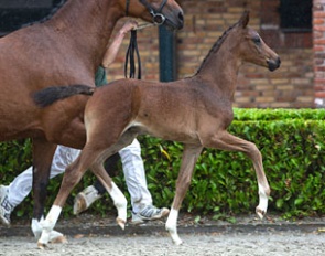 Magnify-K van 't Kattenheye (by For Romance)