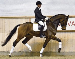 Serupgards Sacre Coeur (by Zack x Michellino), a 5-year old Danish bred gelding offered for sale at the auction