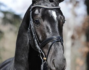 Sunshine Reggae (by San Amour x Donnerhall) :: Photo © Barbara Schnell