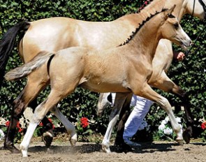 pony foal by Novalis x Classic Dancer