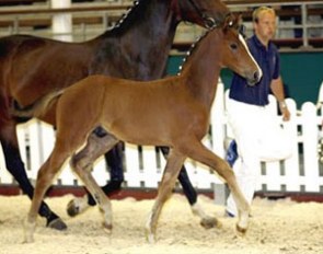 Quidamus (by Quidam de Revel x FAN Holland)