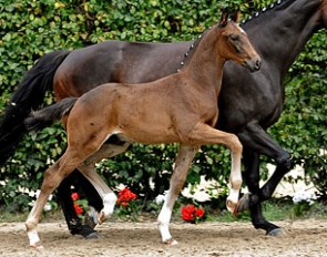 San Amour x Don Cristobal foal