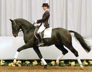 Sir Rocco (by Sir Bedo x Florestan)