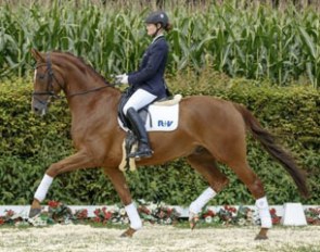 Sportsfreund at the 2016 Westfalian Autumn Elite Auction