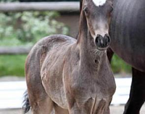 Danciade (by Danciano x Furst Romancier x Rosario) :: Photo © Kiki Beelitz