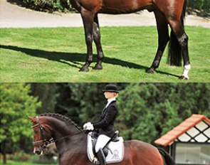 P.S.I. Auction Horse Riccidoff (by Riccione)