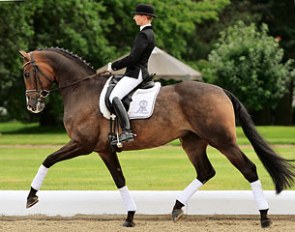 World Young Horse champion Sa Coeur (by Sir Donnerhall I x Don Davidoff x Sandro Hit) is one of the many highlights in the 2012 PSI Auction collection