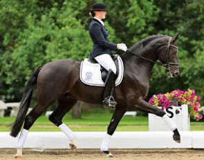 2012 PSI Auction Horse Solo Feliz, a 2009 born stallion by San Amour x Donnerhall 