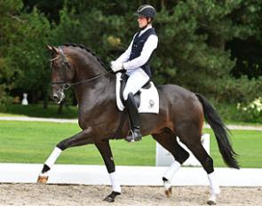 2017 PSI auction horse Zucchero (by Zonik x Prince Thatch xx)